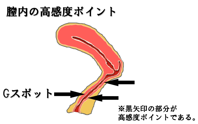 性感帯の場所を矢印で紹介している膣内断面図の画像